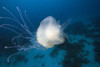 Micronesia, Palua, Jellyfish (Cephea Cephea) Near The Ocean Floor. PosterPrint - Item # VARDPI1989857