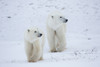Polar Bears walking in snow, Churchill Wildlife Management Area, Churchill, Manitoba, Canada Poster Print - Item # VARPPI169106