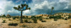 Joshua trees in a desert at sunrise, Joshua Tree National Park, San Bernardino County, California, USA Poster Print - Item # VARPPI169842
