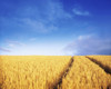 Co Carlow, Ireland; Barley PosterPrint - Item # VARDPI1802244