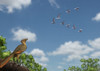 An Archaeopteryx observing a flock of migrating pterosaurs Poster Print - Item # VARPSTARZ600012P