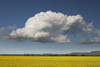 Canola field with blue sky and cloud; Thunder Bay, Ontario, Canada PosterPrint - Item # VARDPI12273012