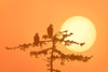 Silhouette Of Bald Eagle On Branch At Sunset Digital Composite PosterPrint - Item # VARDPI2105315
