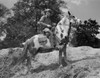 Cowboy horseback riding Poster Print - Item # VARSAL255421879