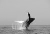 USA, Humpback Whale (Megaptera Novaeangliae) Breaching; Alaska PosterPrint - Item # VARDPI1982859