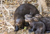 Giant otter with its cubs  Three Brothers River  Meeting of the Waters State Park  Pantanal Wetlands  Brazil Poster Print by Panoramic Images (16 x 11) - Item # PPI125209