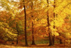 Autumn Trees  Cumbria  England Poster Print by Panoramic Images (18 x 12) - Item # PPI45227