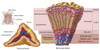Anatomy of adrenal gland, cross section Poster Print - Item # VARPSTSTK700194H
