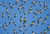 Flock of birds flying in the sky Poster Print by Panoramic Images (36 x 24) - Item # PPI89856