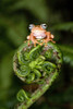 Close-up of a Blue-Eyed Tree frog on a fern frond  Andasibe-Mantadia National Park  Madagascar Poster Print by Panoramic Images (16 x 24) - Item # PPI119332