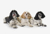 Three cocker spaniels on a white background;St. albert alberta canada PosterPrint