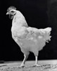 Side profile of a chicken Poster Print - Item # VARSAL25529726