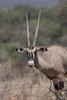 http://c328301.r1.cf1.rackcdn.com/DPI1865813LARGE.jpg