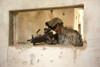 U.S. Army Ranger in Afghanistan combat scene Poster Print - Item # VARPSTTWE300065M