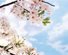 Blossoms against Sky  Selective Focus Poster Print by Panoramic Images (24 x 20) - Item # PPI126896