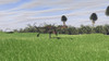 Gigantoraptor running across an open field Poster Print - Item # VARPSTKVA600386P