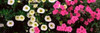 http://c328301.r1.cf1.rackcdn.com/PPI123023S.jpg