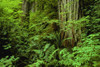 Large Tree Trunks And Forest Floor PosterPrint - Item # VARDPI6166