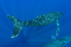 Hawaii, Two Humpback Whales (Megaptera Novaeangliae) Swimming In Deep Blue Ocean. PosterPrint - Item # VARDPI1989019