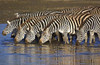 Herd of zebras drinking water  Ngorongoro Conservation Area  Arusha Region  Tanzania (Equus burchelli chapmani) Poster Print by Panoramic Images (16 x 11) - Item # PPI95908