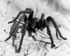 Close-up of a spider Poster Print