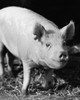 Close-up of a pig Poster Print - Item # VARSAL25525901