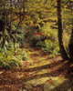 Woodland Path, Mount Stewart, Ards Peninsula, Co Down, Ireland PosterPrint - Item # VARDPI1798230
