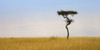 Masai Mara, Kenya; Lone Acacia Tree PosterPrint - Item # VARDPI1848039
