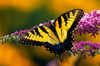 Male Tiger Swallowtail Butterfly Poster Print by Panoramic Images (19 x 12) - Item # PPI100100