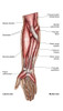 Anatomy of human forearm muscles, superficial anterior view. Poster Print - Item # VARPSTSTK700587H