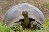 Close-up of a Galapagos Giant tortoise (Geochelone elephantopus)  Galapagos Islands  Ecuador Poster Print by Panoramic Images (16 x 11) - Item # PPI108764
