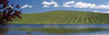 Vineyard near a lake, Napa County, California, USA Poster Print - Item # VARPPI68591