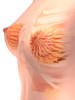 Conceptual image of female breast anatomy Poster Print - Item # VARPSTSTK700833H