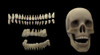 3D rendering of human teeth and skull Poster Print