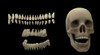 3D rendering of human teeth and skull Poster Print - Item # VARPSTSTK701172H