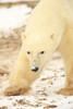 Polar Bear, Churchill, Manitoba PosterPrint - Item # VARDPI2040567