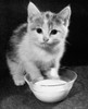 Kitten drinking milk out of a bowl Poster Print - Item # VARSAL25529850