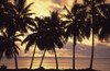 Sunset (Palm Trees In Silhouette),Aitutaki,Cook Islands. PosterPrint - Item # VARDPI1911632