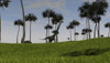 Mamenchisaurus walking across a grassy field Poster Print