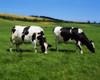 County Cork, Ireland, Dairy Cattle PosterPrint - Item # VARDPI1806310