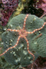 Solomon Islands, Serpent Sea Star On Leather Coral, Close-Up Detail A90E PosterPrint - Item # VARDPI1996918