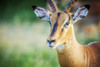 Impala (Aepyceros melampus), Kruger National Park; South Africa PosterPrint - Item # VARDPI12281718