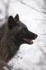 Portrait Of A Black Wolf, Eureka Pass, Southcentral Alaska, Winter PosterPrint - Item # VARDPI2093496
