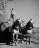 Farmer riding a horse cart Poster Print - Item # VARSAL25530683