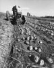 Rear view of two farmers digging potatoes in a field with a tractor Poster Print - Item # VARSAL2557211