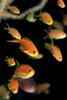 Fiji, Many Female Lyretail Anthias (Pseudanthias Squammipinnis) PosterPrint - Item # VARDPI2003333