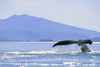 Alaska, North Pass, Humpback Whale (Megaptera Novaeangliae) Flukes PosterPrint - Item # VARDPI2002006