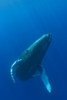 Hawaii, Humpback Whale (Megaptera Novaeangliae) Swimming In Deep Blue Ocean. PosterPrint - Item # VARDPI1989014
