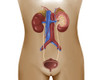 Anatomy of female urinary system Poster Print - Item # VARPSTSTK700010H