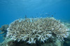 Stony corals, Beqa Lagoon, Fiji Poster Print - Item # VARPSTTMO400559U